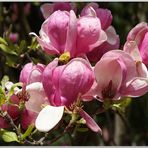 Magnolien in Nachbars Garten.