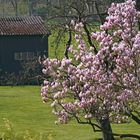 Magnolien in Nachbars Garten