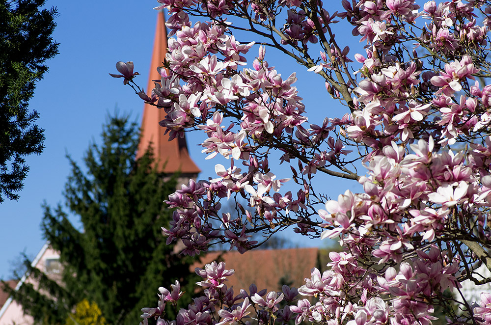 Magnolien in Poppenreuth