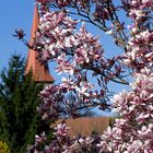 Magnolien in Poppenreuth