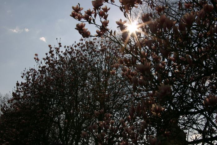 Magnolien in voller Blüte