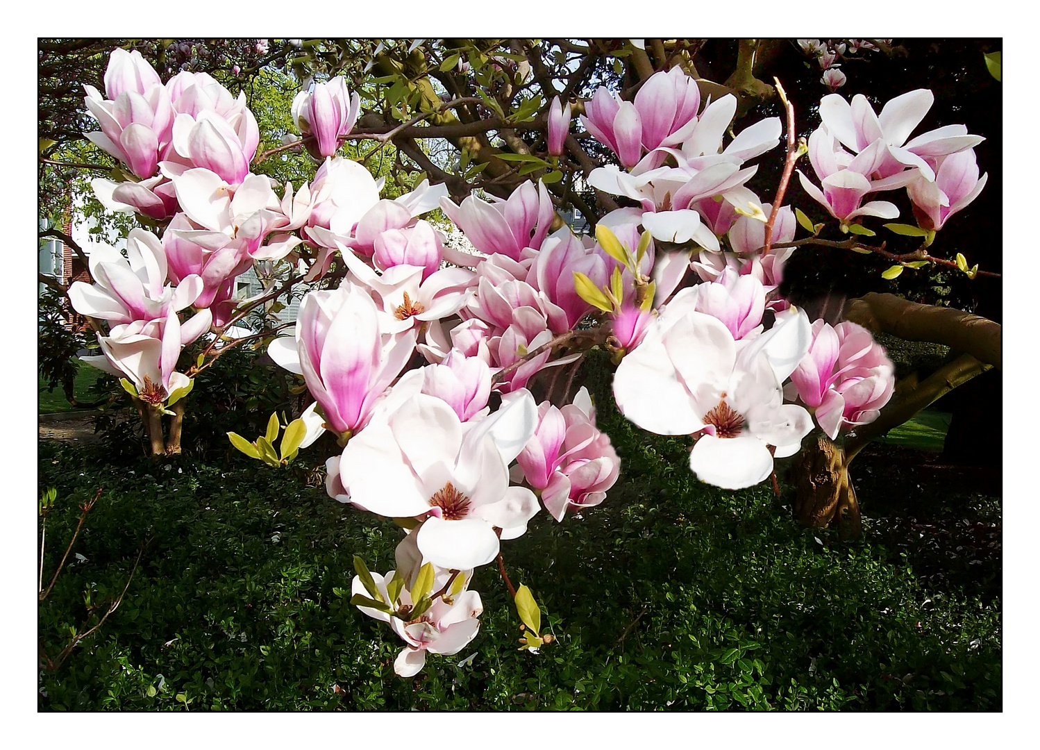 Magnolien in voller Blüte