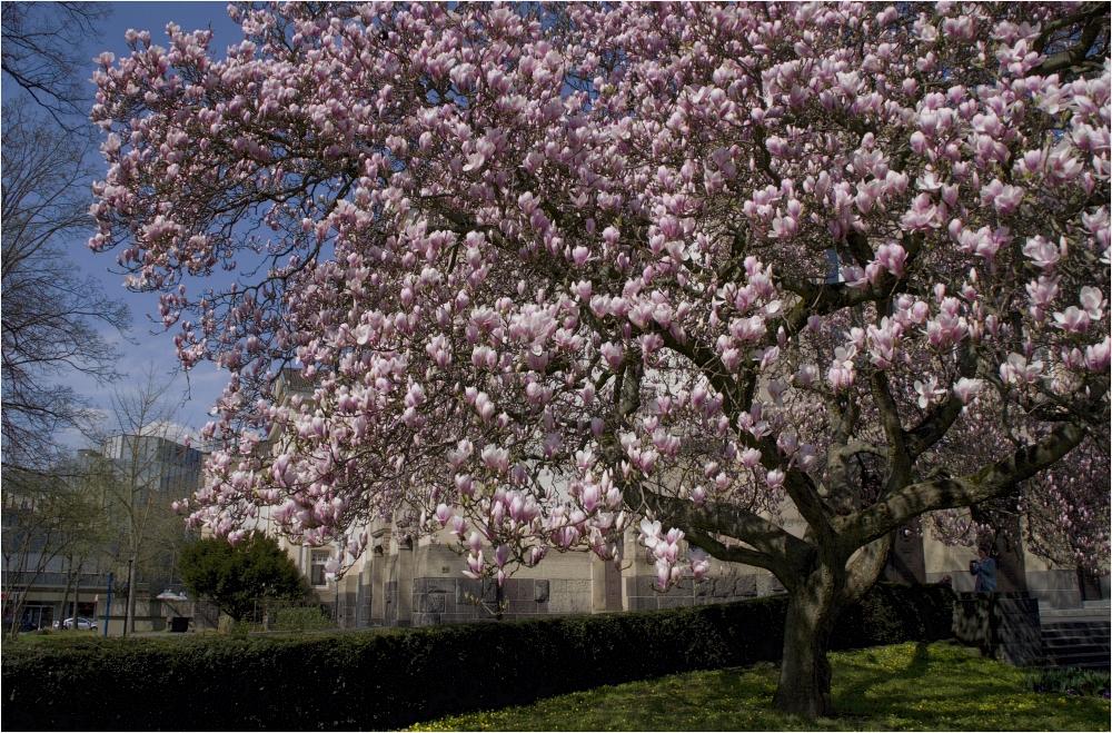 ~Magnolien in voller Blüte~