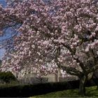 ~Magnolien in voller Blüte~