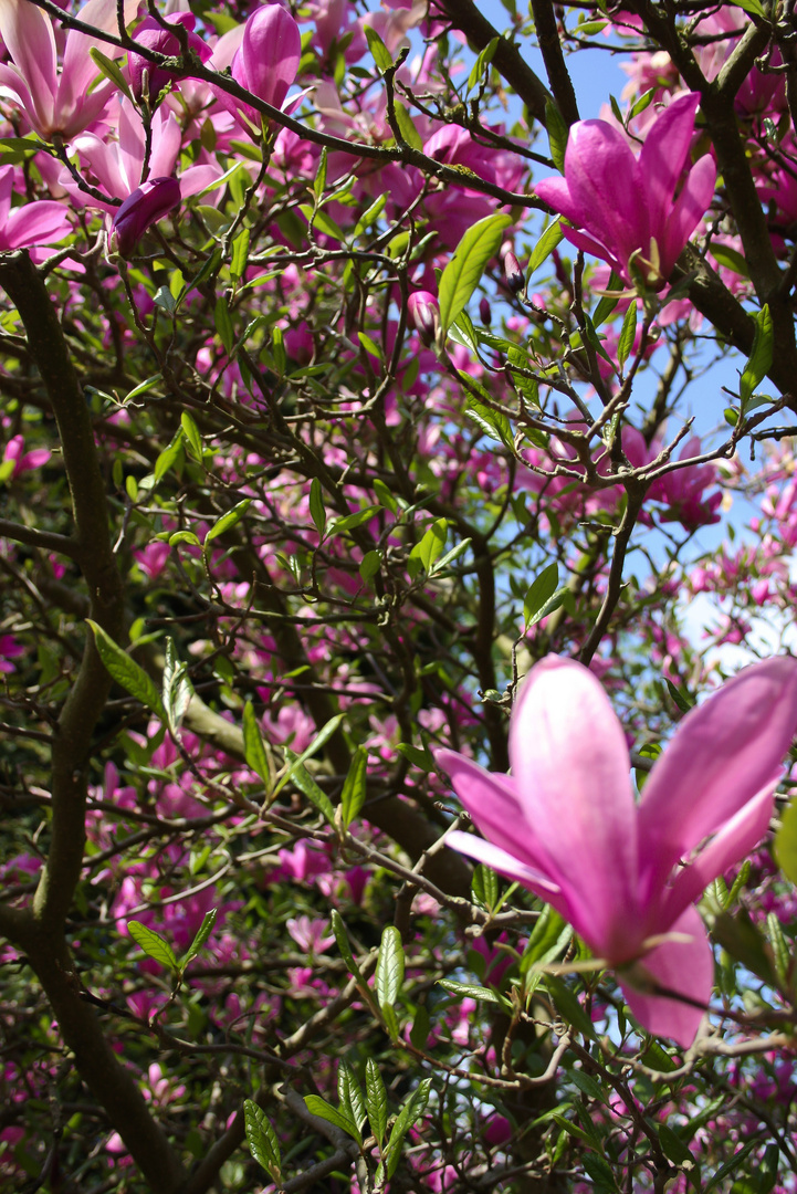 Magnolien in voller Blüte