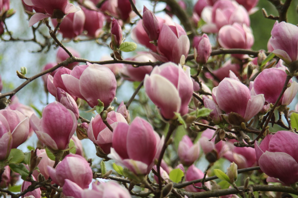 Magnolien in Wiesbaden