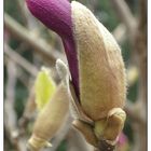 Magnolien Knospe