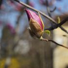 Magnolien Knospe