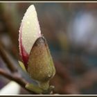 Magnolien knospe im Regen