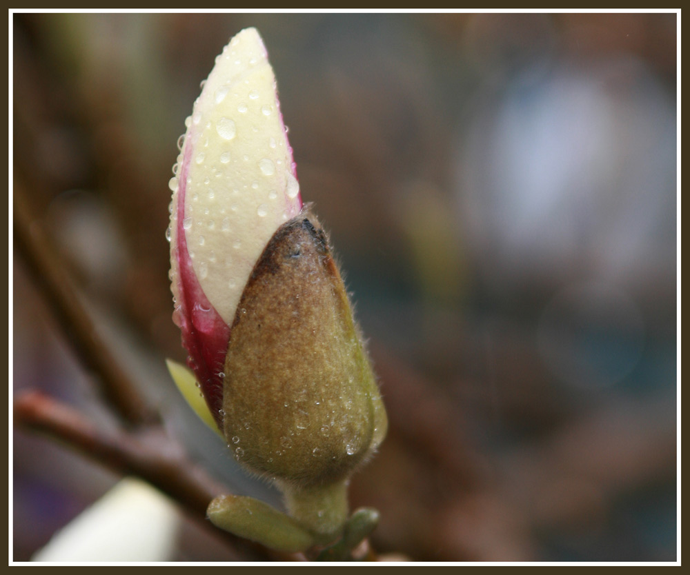 Magnolien knospe im Regen