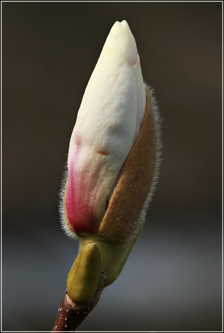 Magnolien-Knospe...kurz vor dem Aufbruch