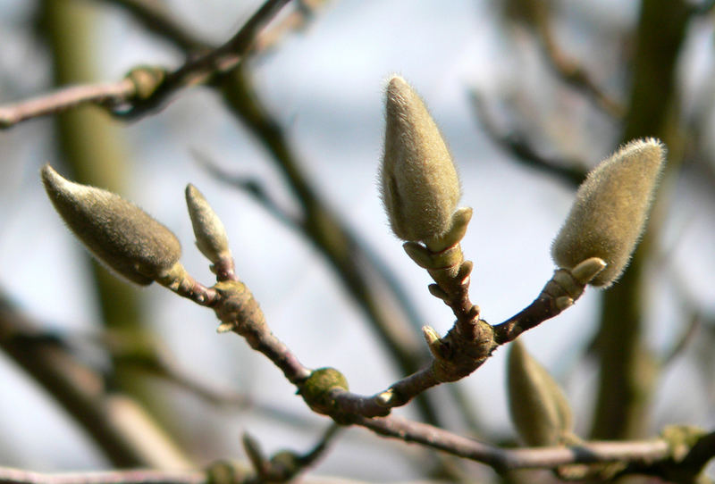 Magnolien Knospen