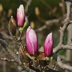 MAGNOLIEN KNOSPEN