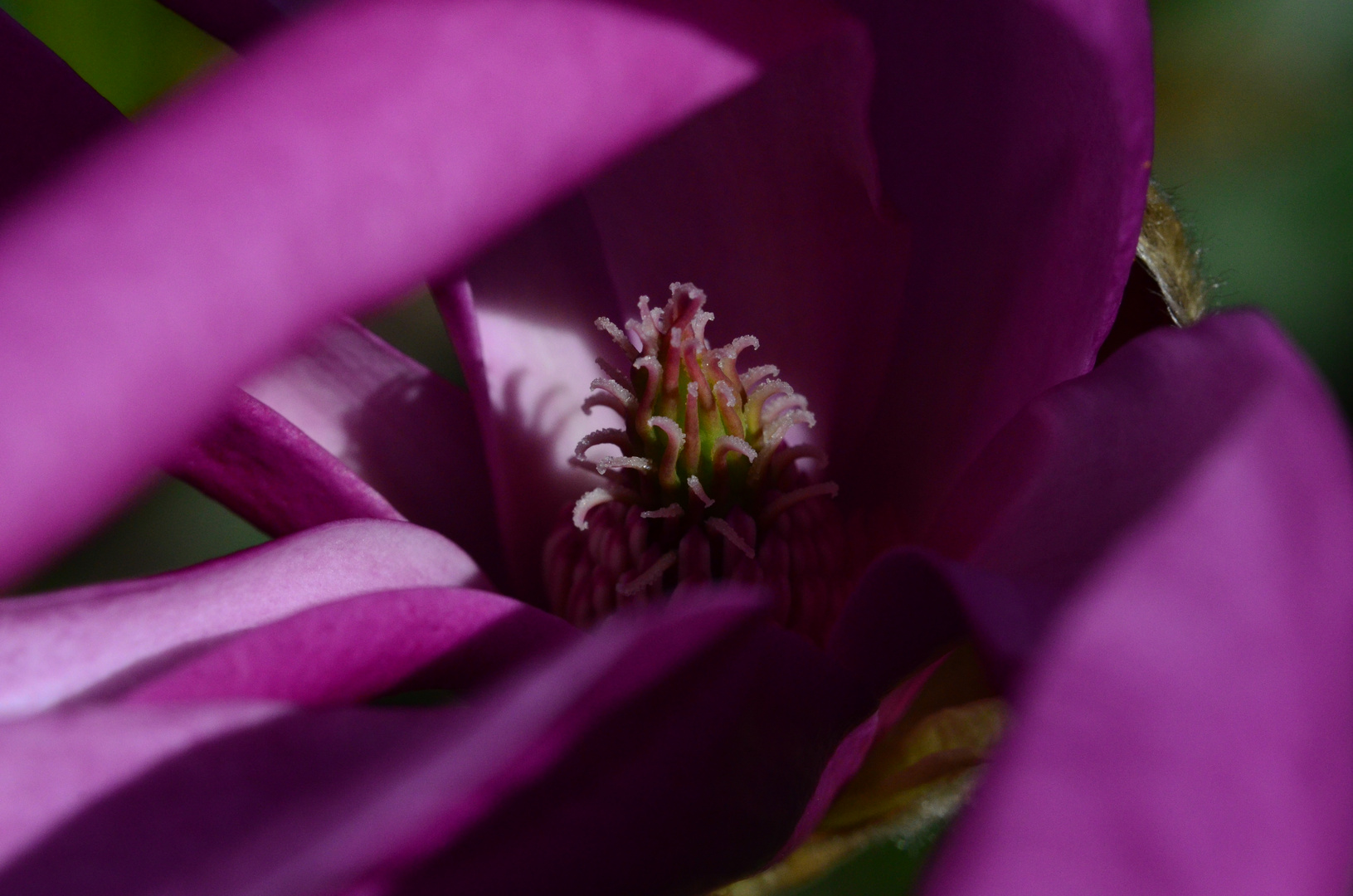 Magnolien Macro