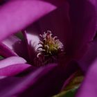 Magnolien Macro