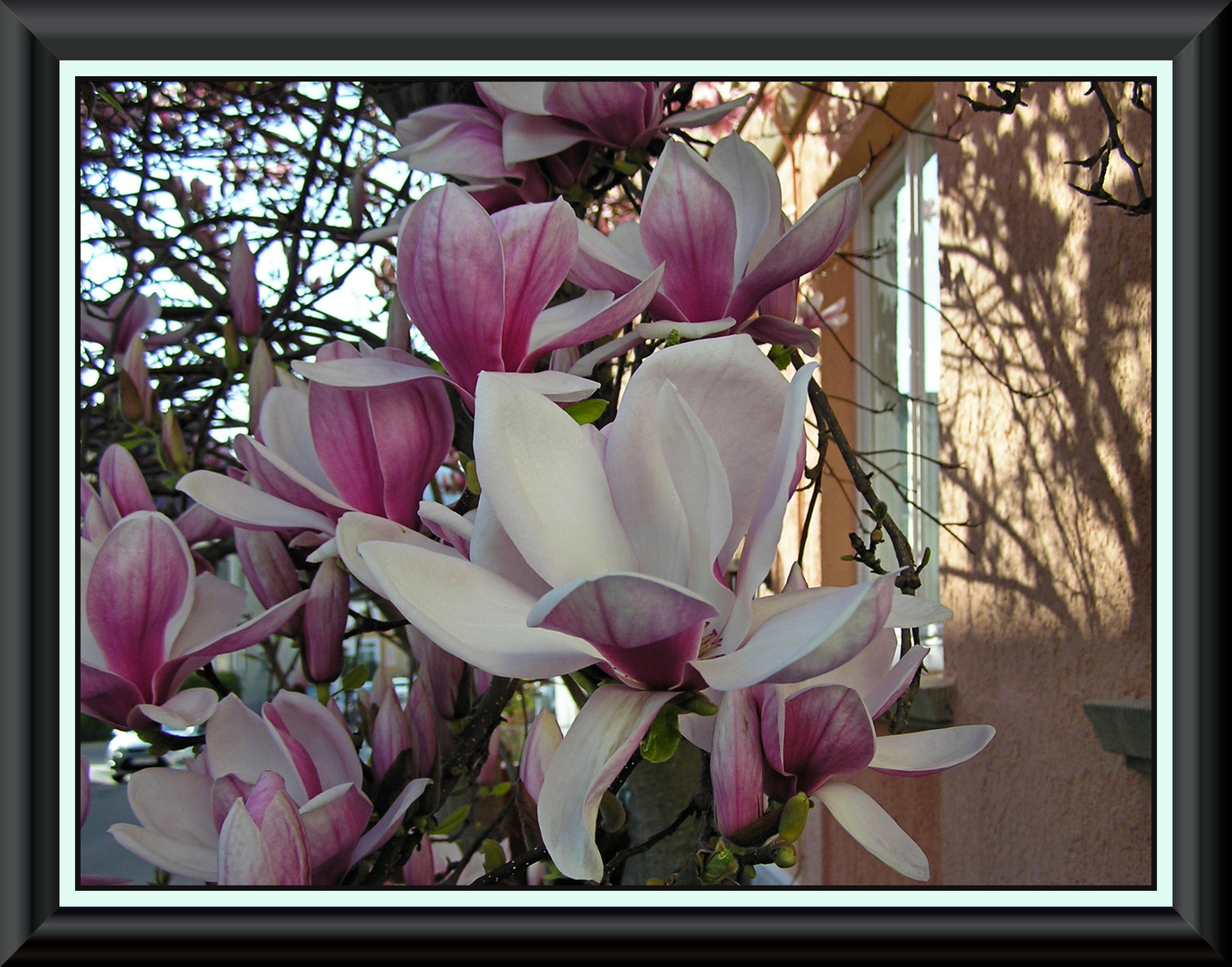 Magnolien März 2019