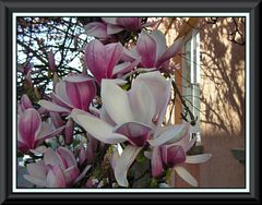 Magnolien März 2019