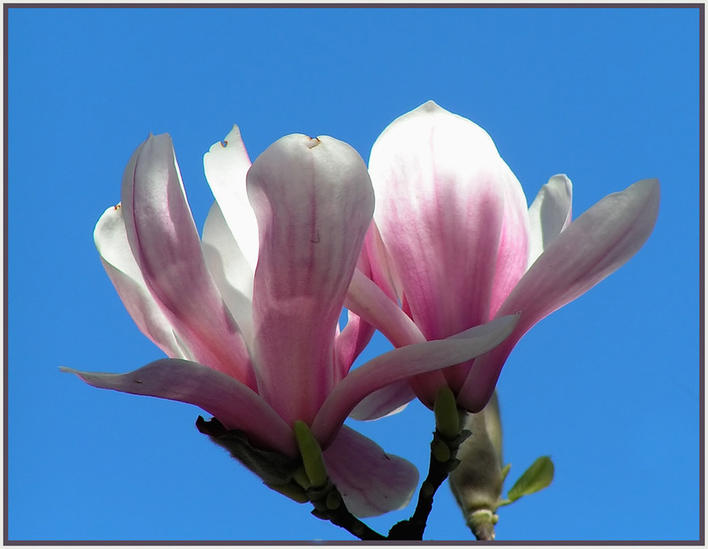 Magnolien (Magnolia)