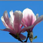 Magnolien (Magnolia)