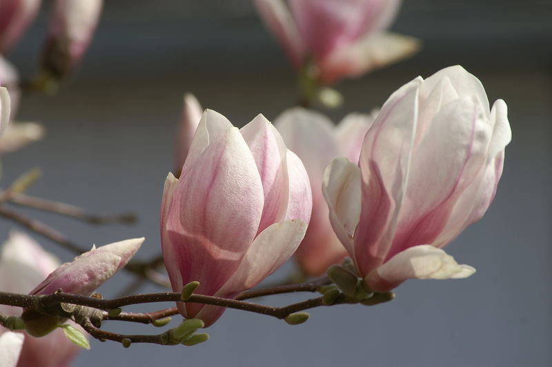 Magnolien (Magnolia)