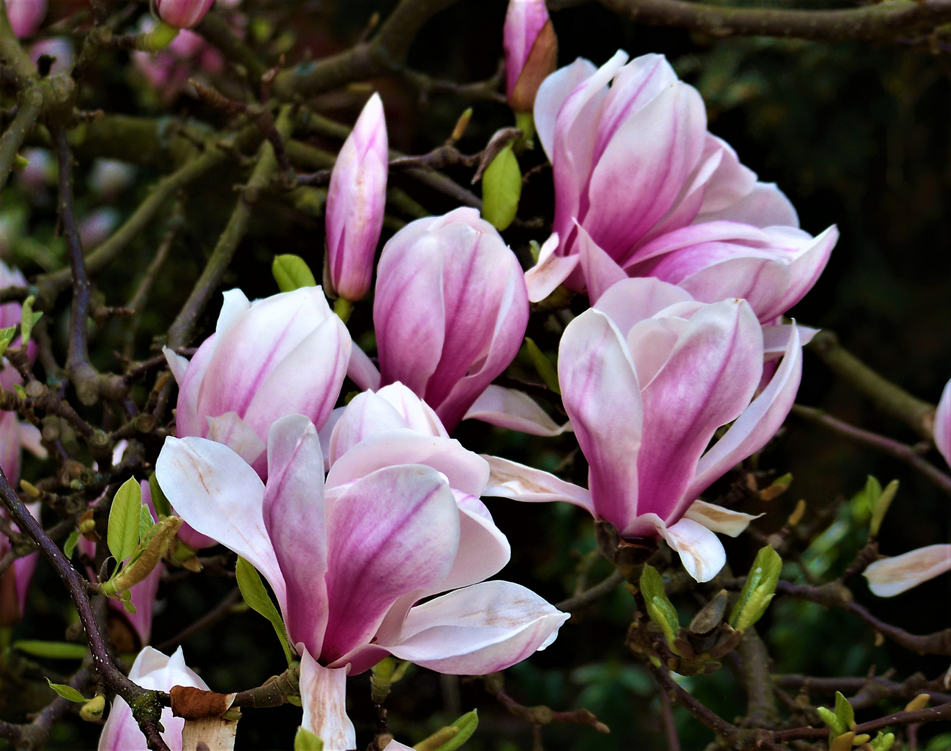 Magnolien (Magnolia)