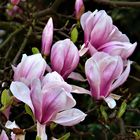 Magnolien (Magnolia)