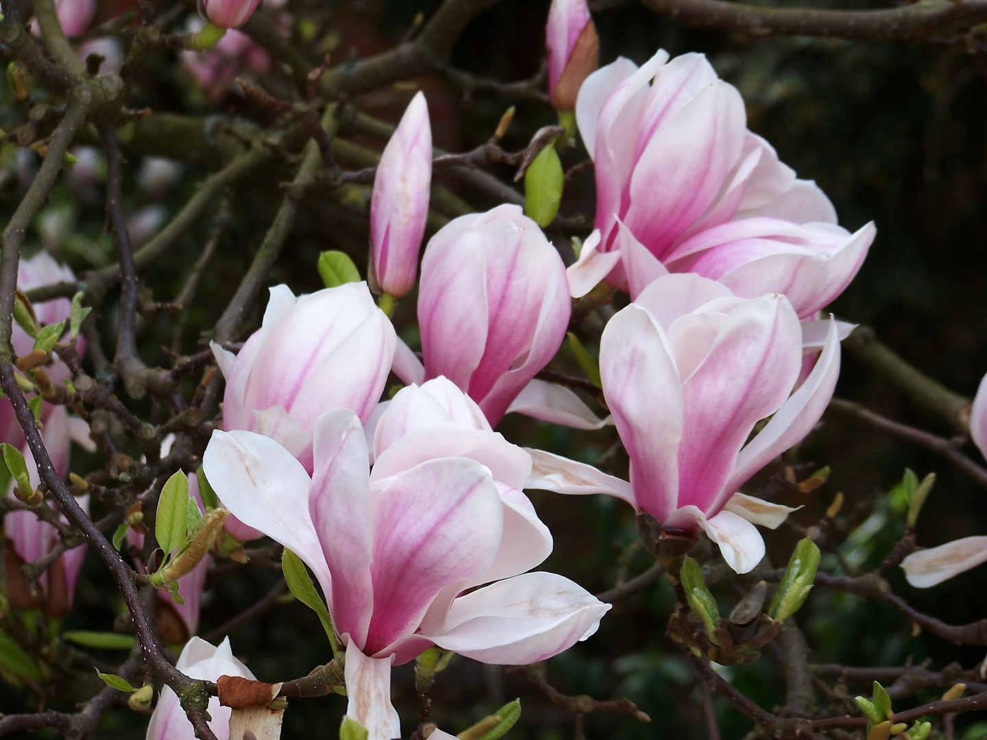 Magnolien ( Magnolia )