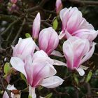 Magnolien ( Magnolia )