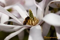 Magnolien Makro mit kleinem Besucher