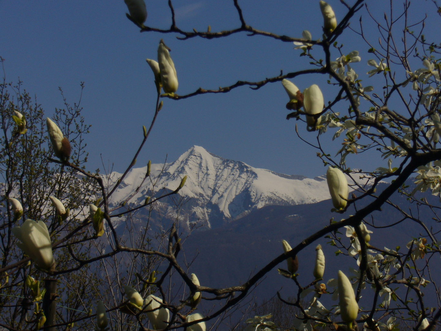 magnolien mit berge