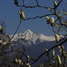 magnolien mit berge