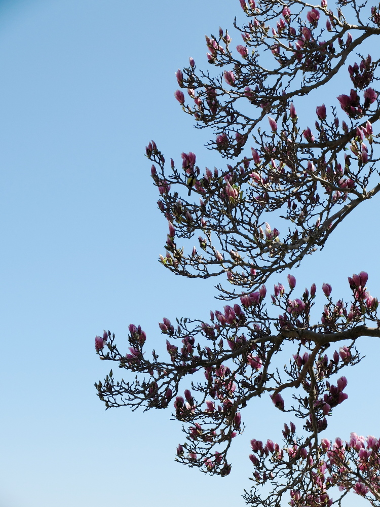 Magnolien mit Kohlmeise