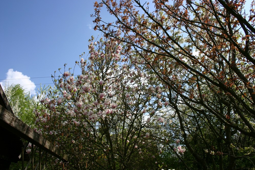 Magnolien mit Mandolinenbesang...