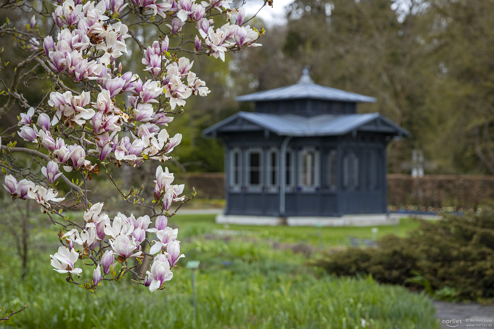 Magnolien mit Pavillon