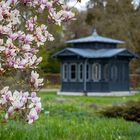 Magnolien mit Pavillon