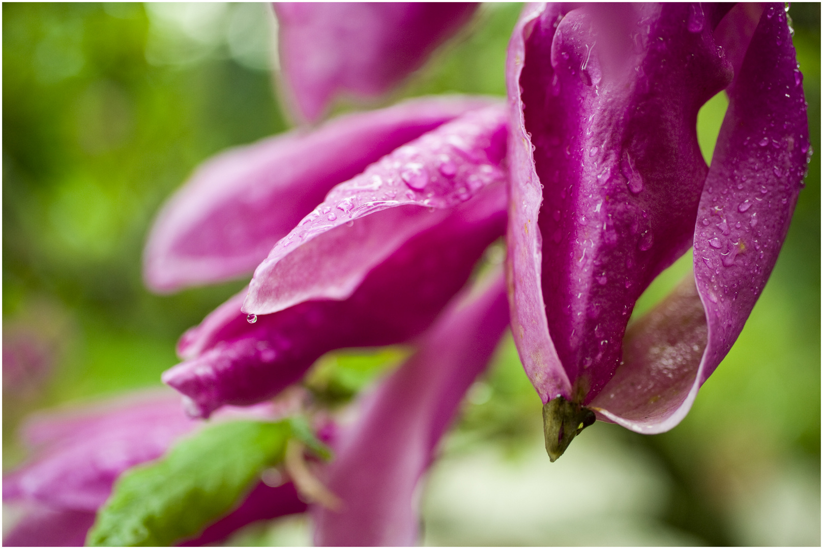 Magnolien nach einem Schauer