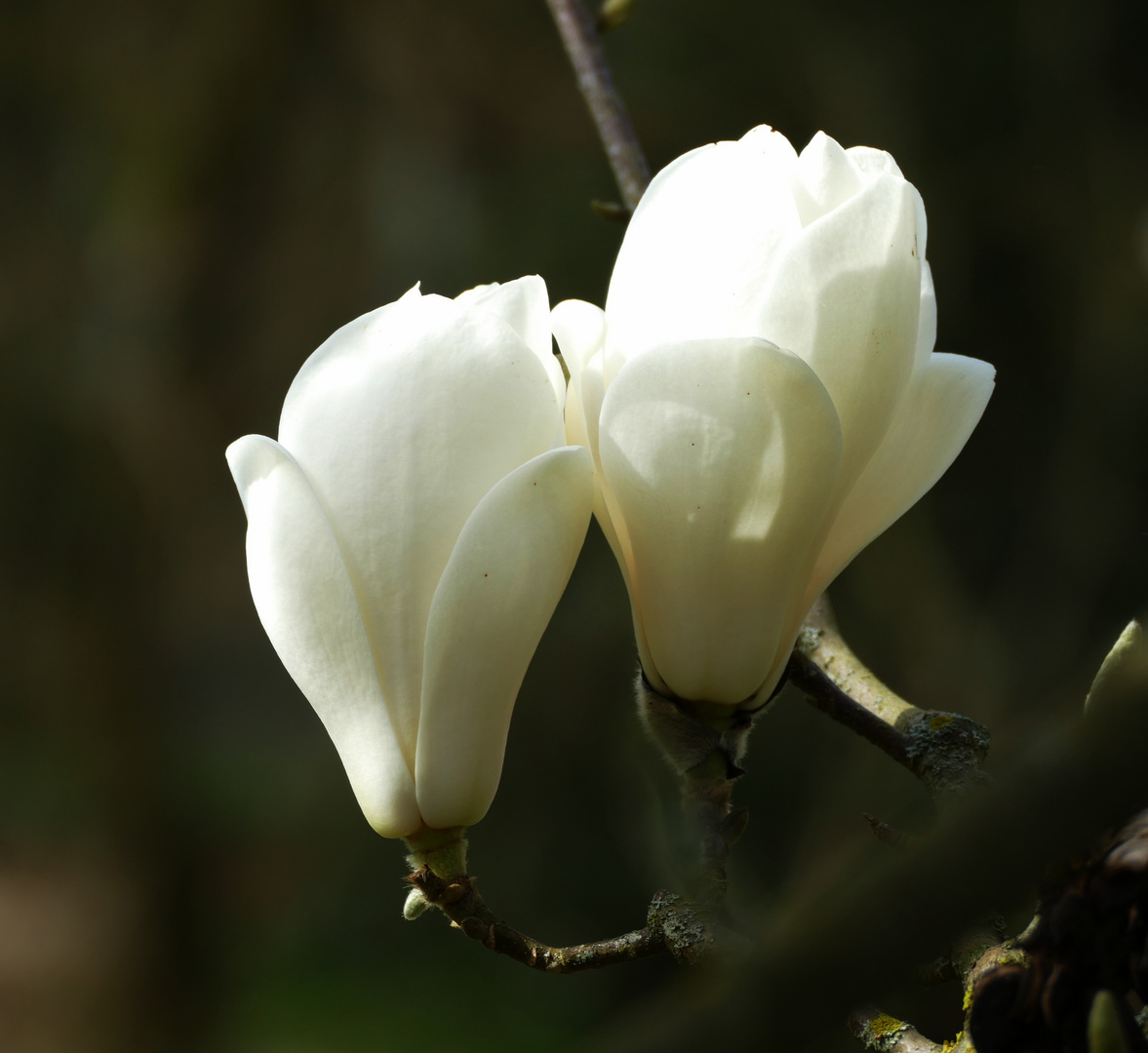 Magnolien Paar