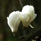 Magnolien Paar