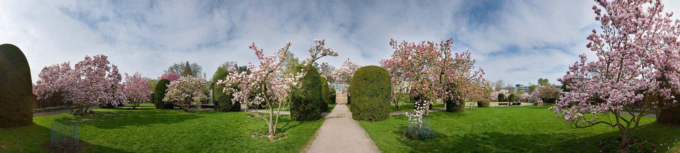 Magnolien Panorama 2