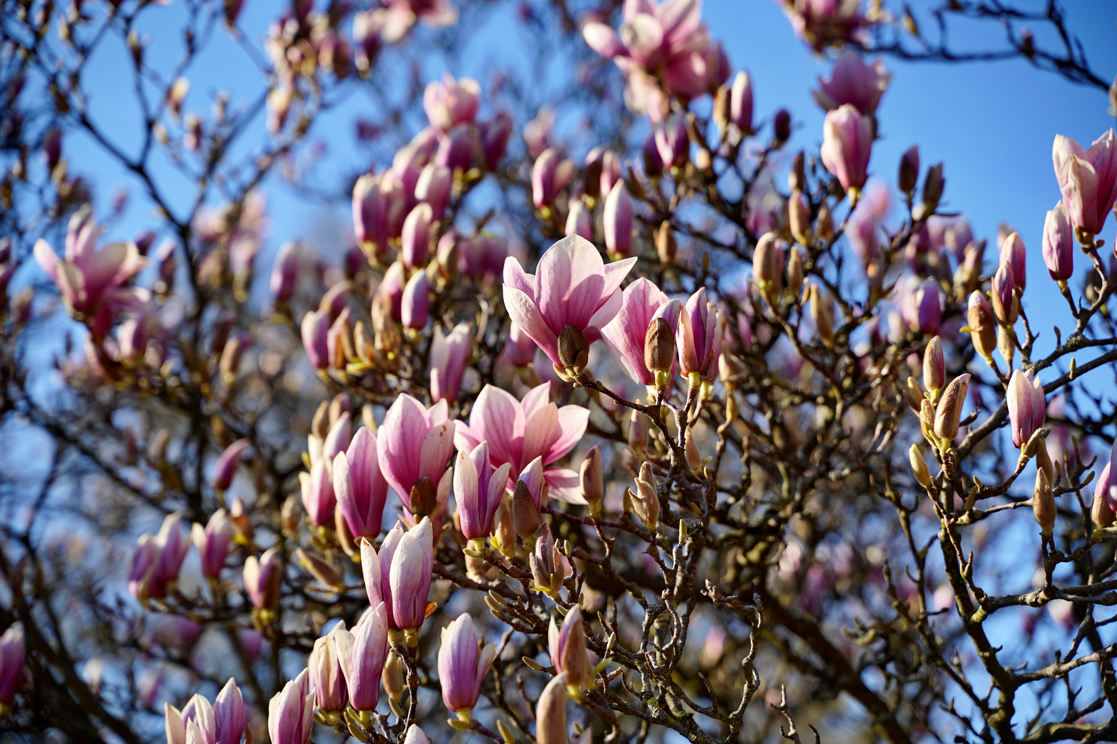 Magnolien - Park Schöntal in Aschaffenburg