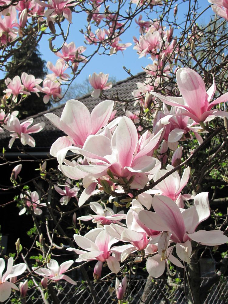 Magnolien Pracht