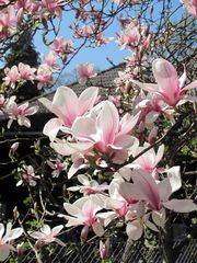 Magnolien Pracht