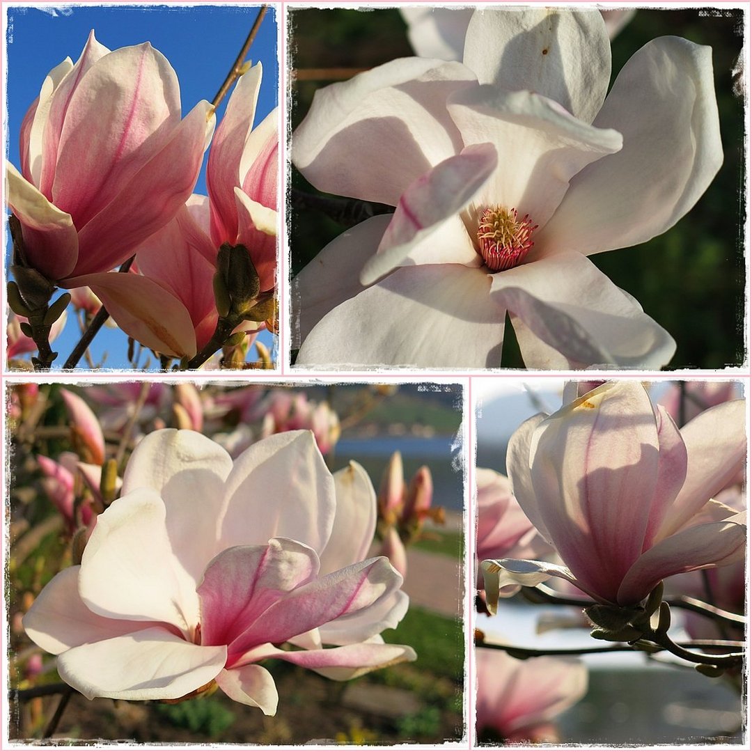 magnolien pracht