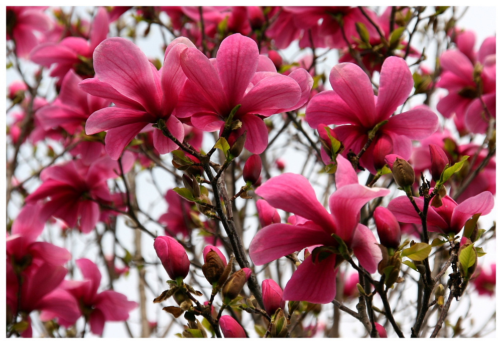 Magnolien-Rausch (1)