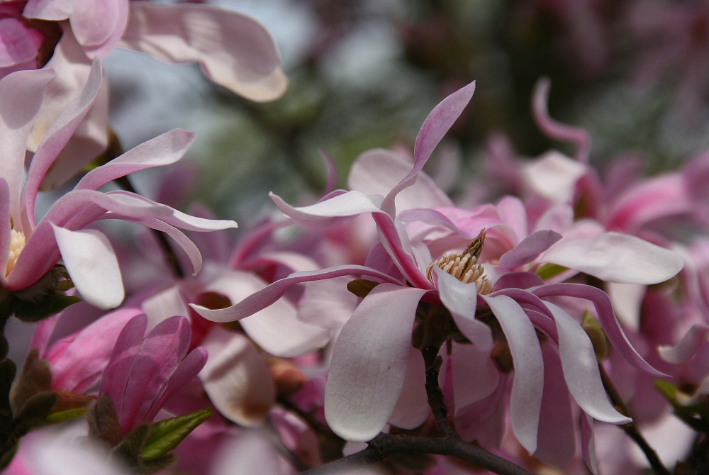 Magnolien-Rausch (2)