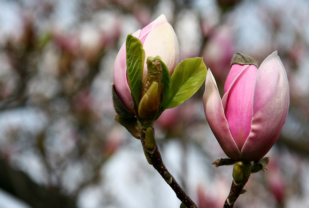 Magnolien-Rausch (3)