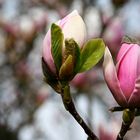 Magnolien-Rausch (3)