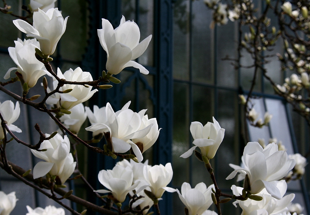 Magnolien-Rausch (4)