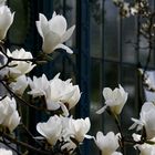 Magnolien-Rausch (4)