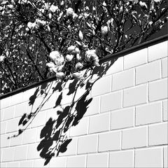 Magnolien-Schatten